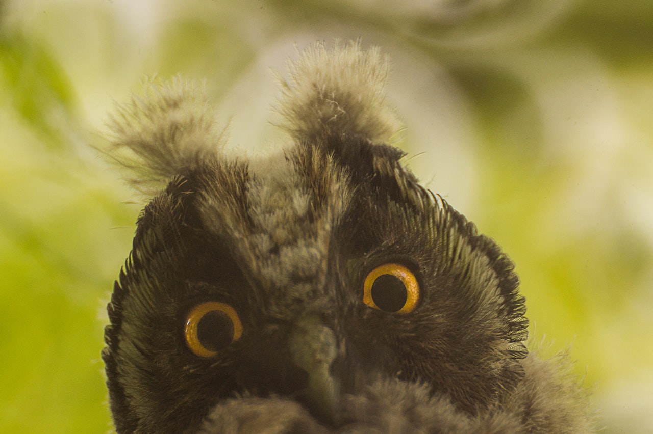 animals-birds-owl-fauna.jpg